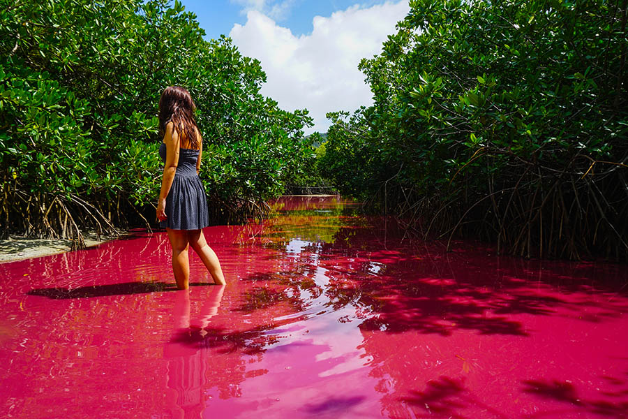 Explore mangroves with pink waters on Providencia Island | Travel Nation