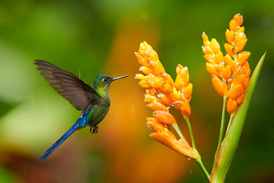 Spot hummingbirds in the forests surrounding San Agustin | Travel Nation