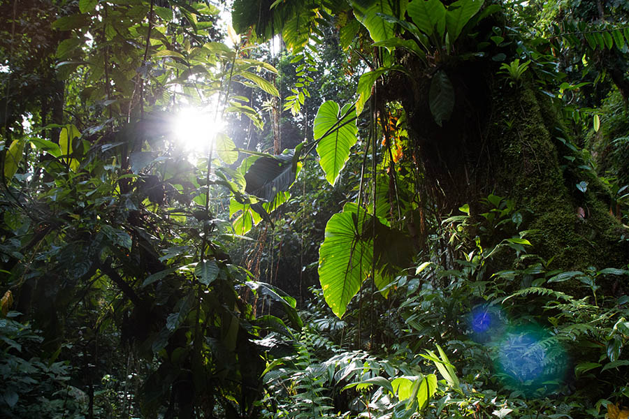 Disappear into the tropical forest of Tayrona National Park | Travel Nation