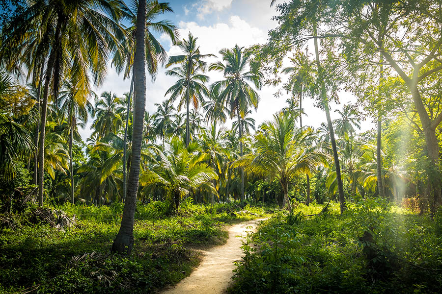 Take a guided walk through tropical forest in Tayrona National Park | Travel Nation