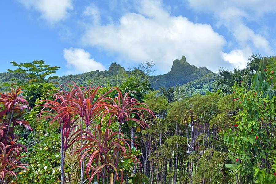 Explore the tropical interior of Rarotonga | Travel Nation