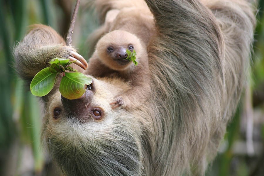 Mother and baby sloths in Costa Rica | Travel Nation