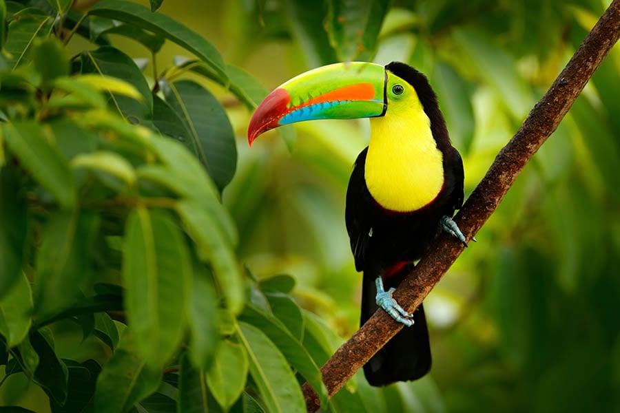 Spot toucans in Costa Rica | Travel Nation