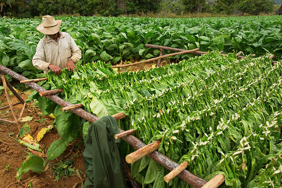 Farmer working in the tobacco fields of Vinales, Cuba | Travel Nation