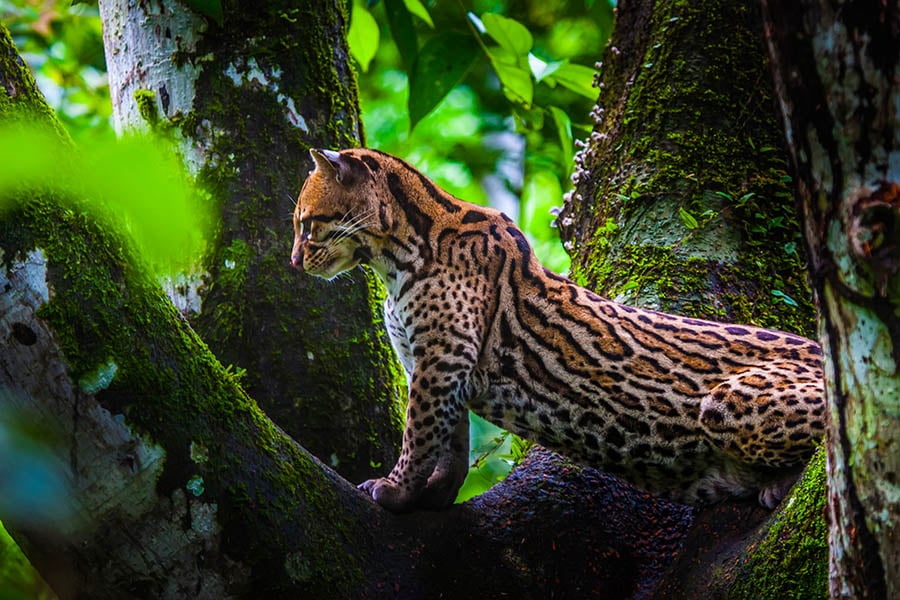 Spot oncilla wild cats in Ecuador's Amazon | Travel Nation