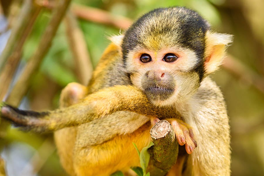 Spot monkeys between the branches in the Amazon | Travel Nation