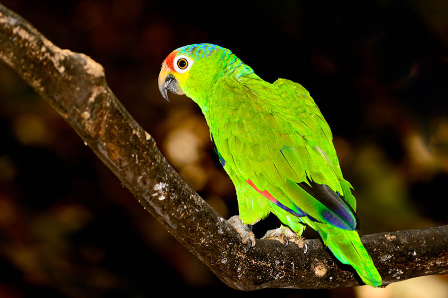 Spot the Amazon red-lored parrot on a night safari | Travel Nation