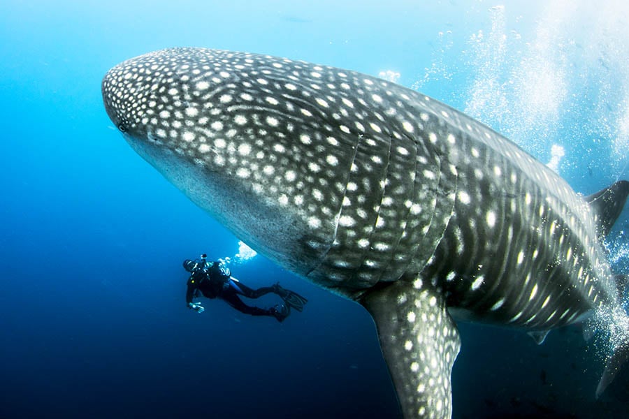 Dive and snorkel with whale sharks in the Galapagos | Travel Nation