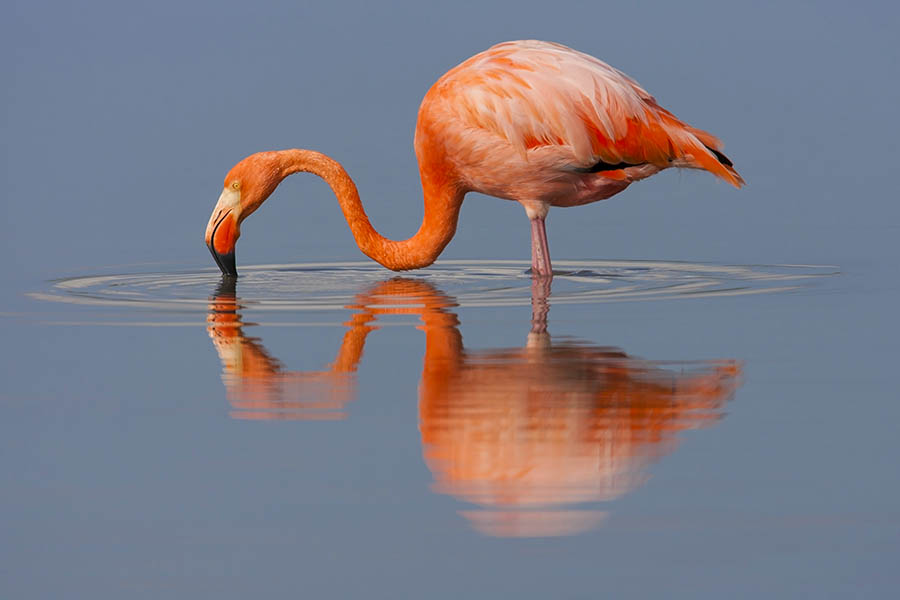 See flamingos on Playa Las Bachas in the Galapagos Islands | Travel Nation