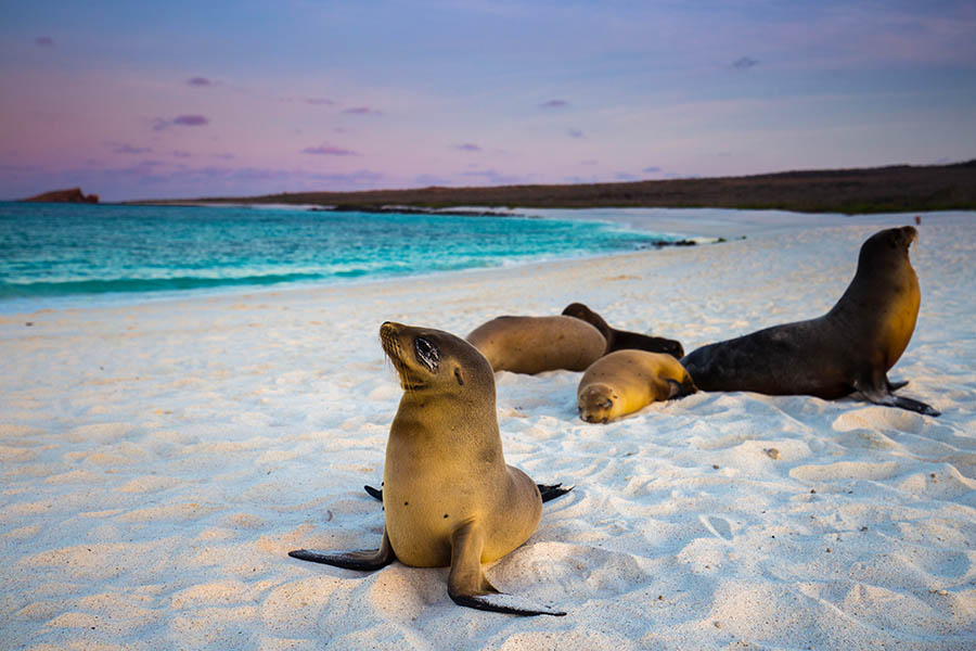 Watch sea lions laze on the beach at sunset in the Galapagos Islands | Travel Nation