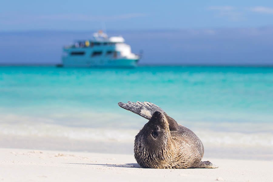 Spot sea lions from a Galapagos Islands cruise | Travel Nation