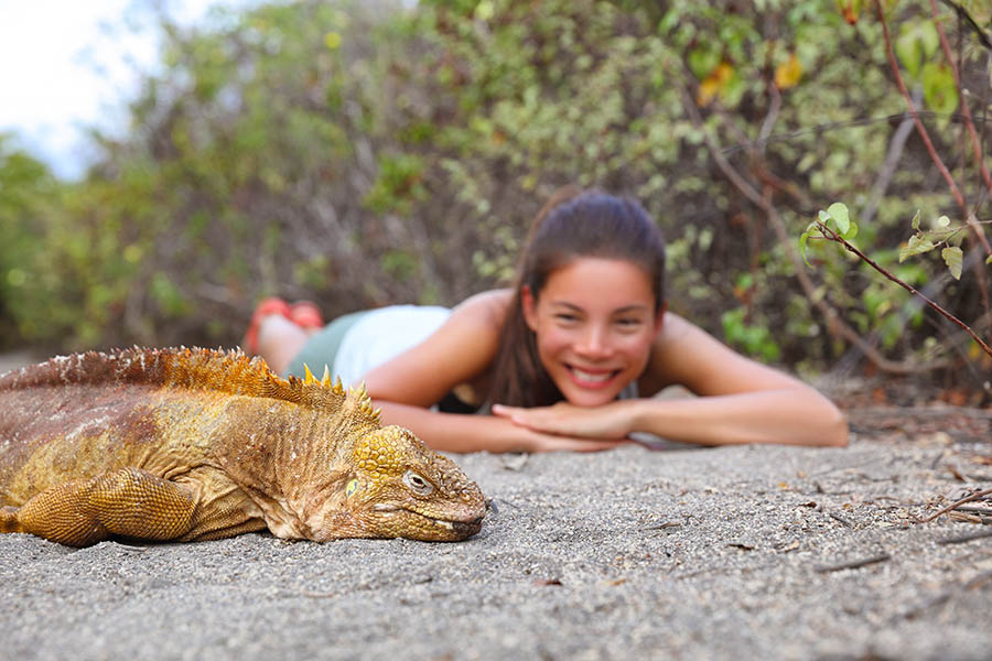 Get up close to Galapagos land iguanas | Travel Nation
