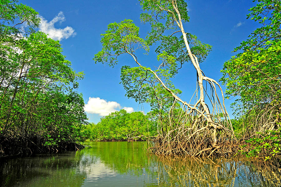 Sail through Ecuador's mangroves on the lookout for wildlife | Travel Nation