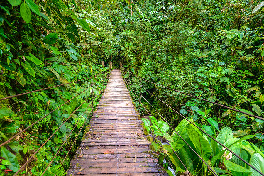 Hike through the lush Mindo Cloud Forest | Travel Nation
