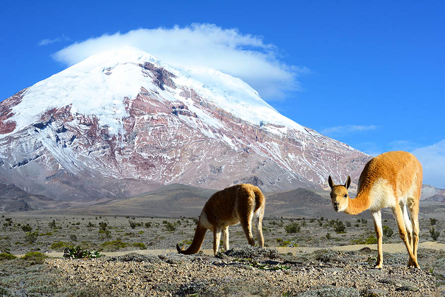 See vicuñas grazing at Chimbarazo Volcano, Ecuador | Travel Nation