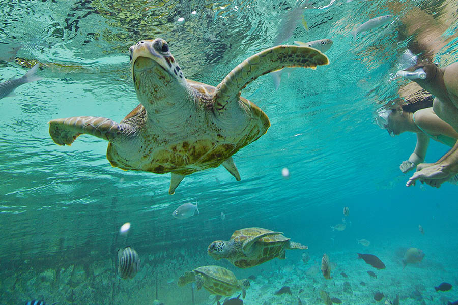 Snorkel and dive with sea turtles in French Polynesia | Photo credit: Tahiti Tourisme