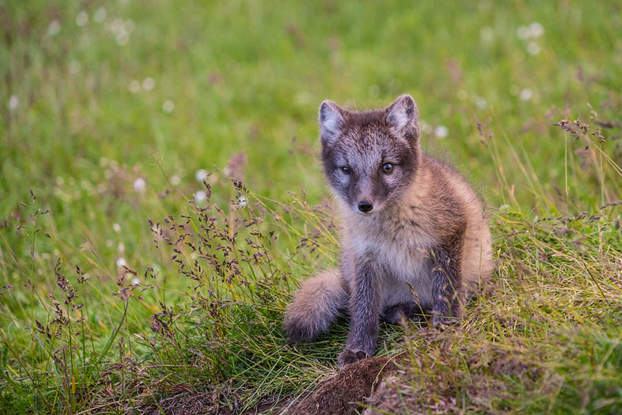 Keep your eyes peeled for arctic foxes in Iceland | Travel Nation