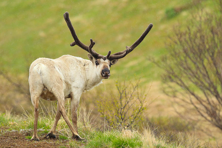 Set off on an Icelandic reindeer safari | Travel Nation