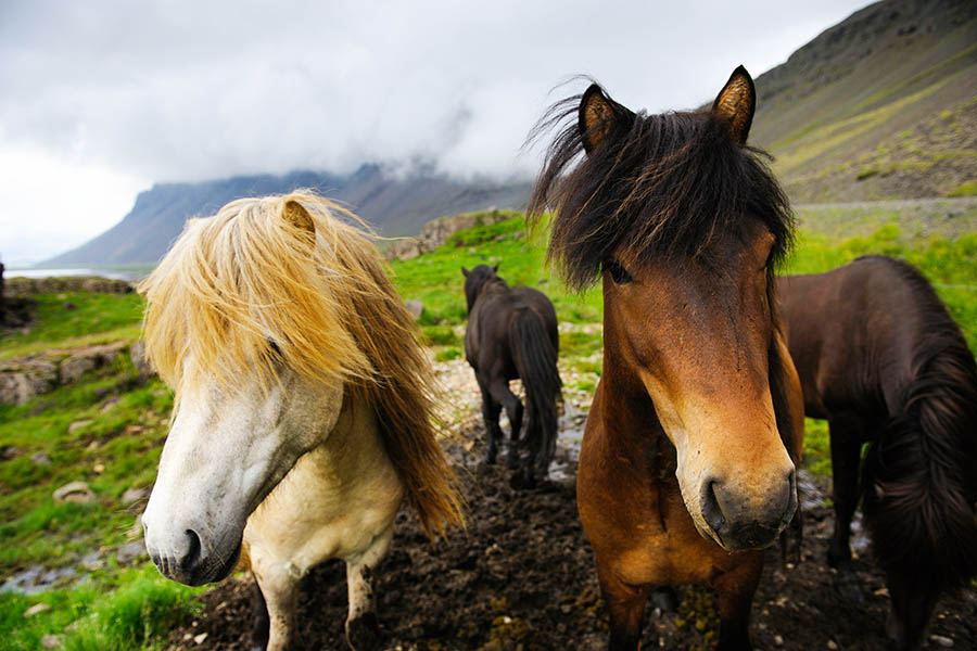 Look out for wild Icelandic horses | Travel Nation