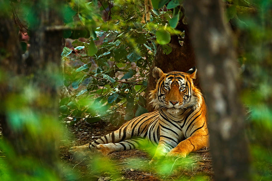 Search for tigers in the forests of Ranthambore National Park | Travel Nation