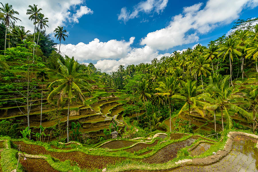 Wander between the rice terraces in Ubud | Travel Nation
