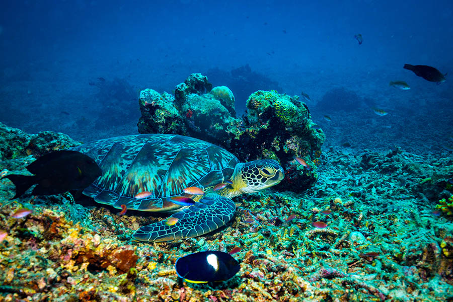 Enjoy some spectacular diving and snorkelling
