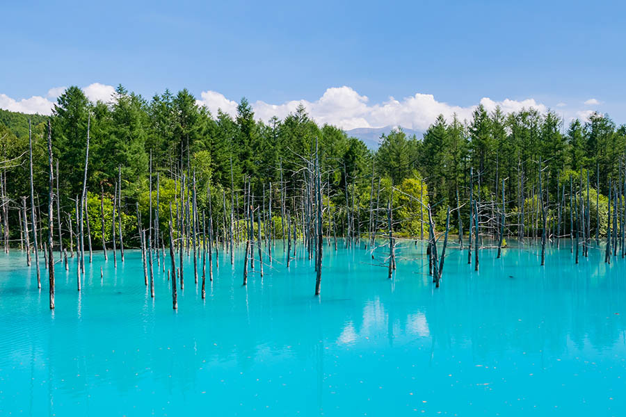 Visit the Blue Pond in Biei, Hokkaido | Travel Nation