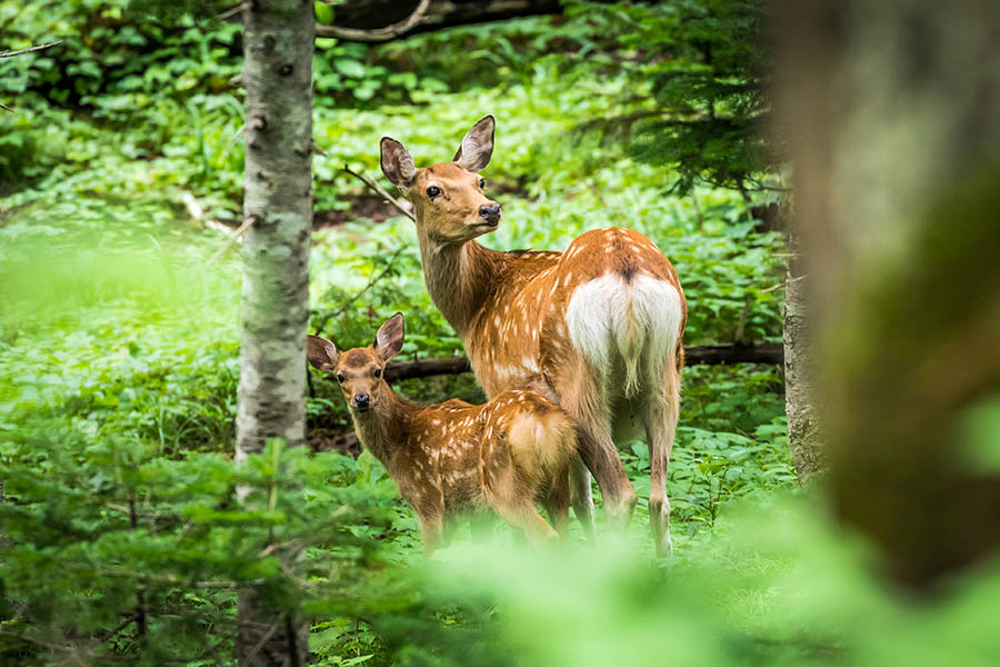Spot sika deer in the forests of Hokkaido | Travel Nation