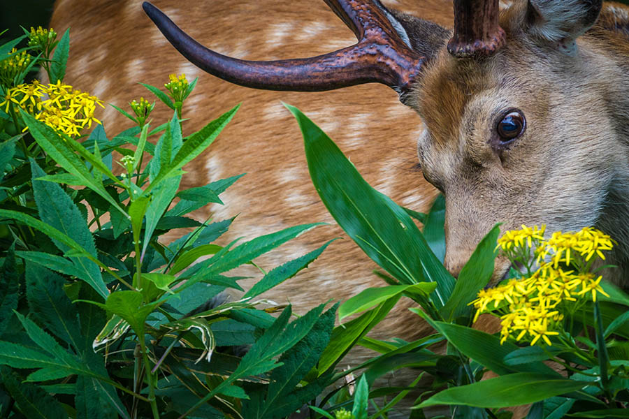 Spot sika deer in the forests of Hokkaido | Travel Nation