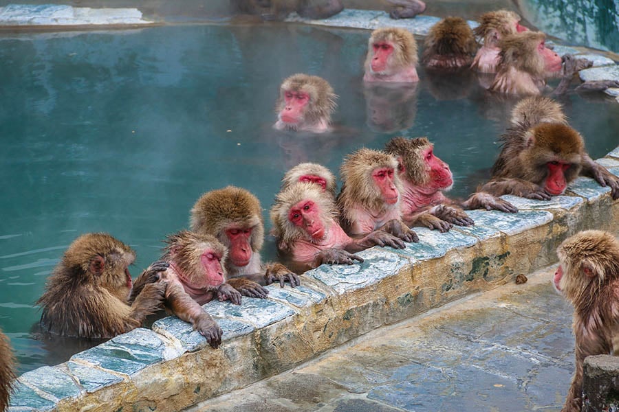 See the local snow monkeys of Hakodate | Travel Nation