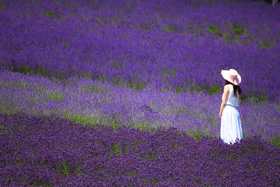 Stroll through the lavender fields of Farm Tomita | Travel Nation