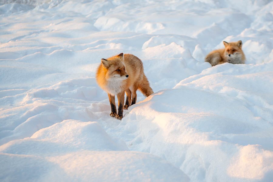 Spot red foxes in Hokkaido, Japan | Travel Nation