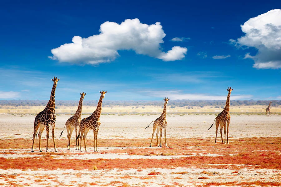 Giraffes in Etosha National Park, Namibia | Travel Nation