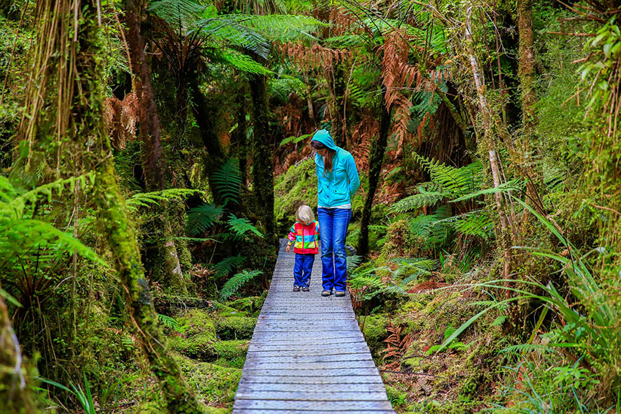 Take family walks through the forests of New Zealand | Travel Nation