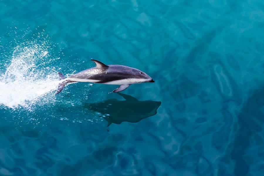 Look out for playful dolphins following the boat | Travel Nation