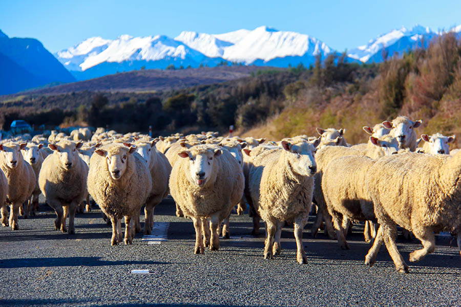 A 'traffic jam' on the road in New Zealand | Travel Nation
