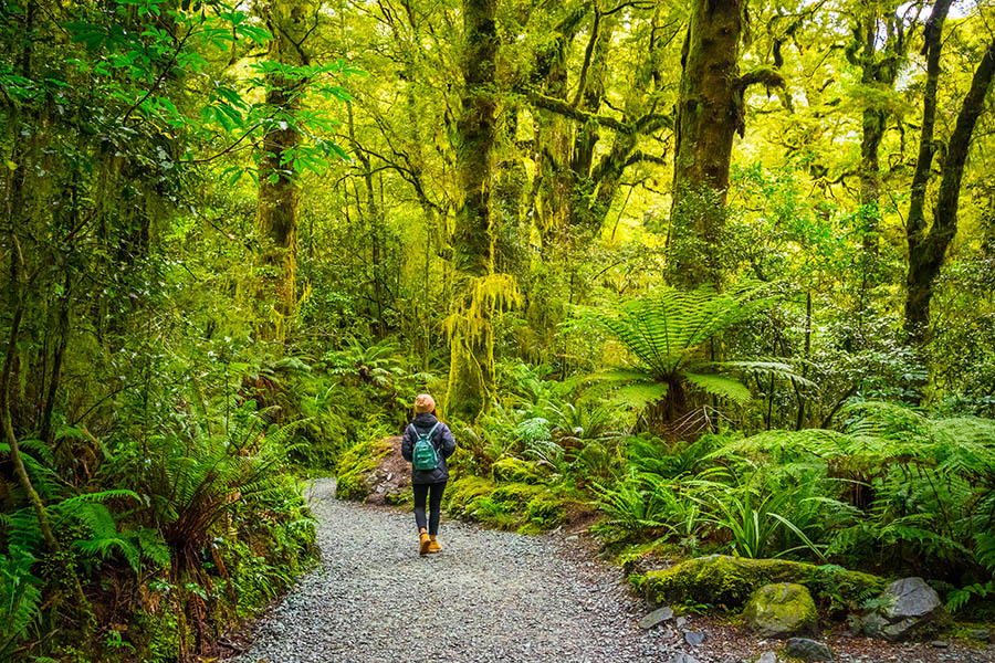 The track through the forest to The Chasm, NZ | Travel Nation