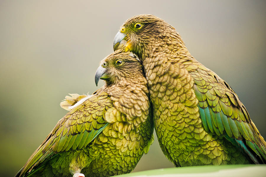Green kea parrots in Fiordland, NZ | Travel Nation