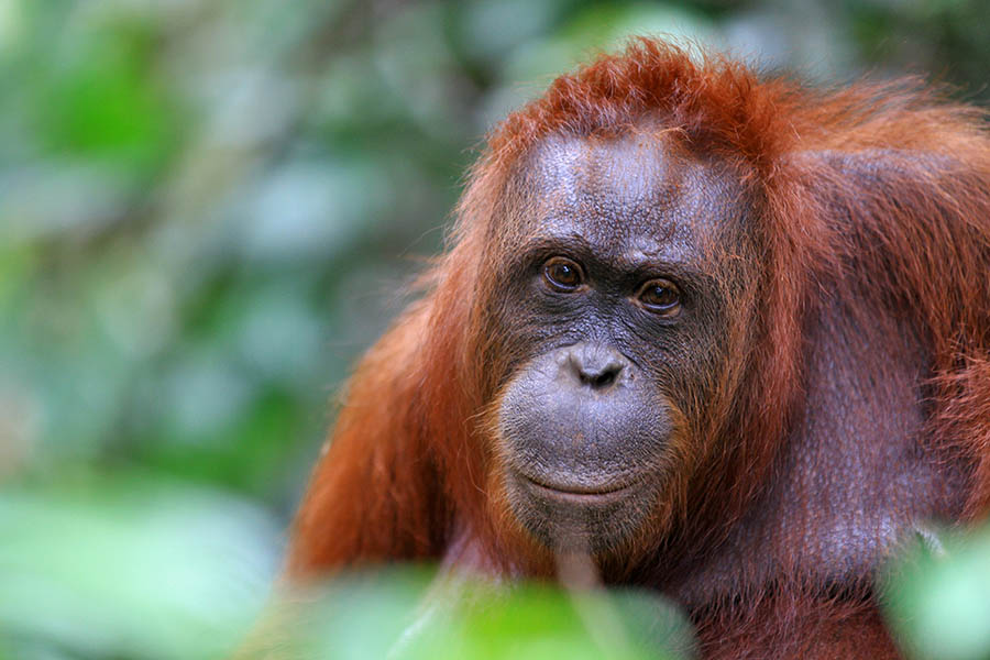 Head to the world’s largest orangutan rehabilitation centre