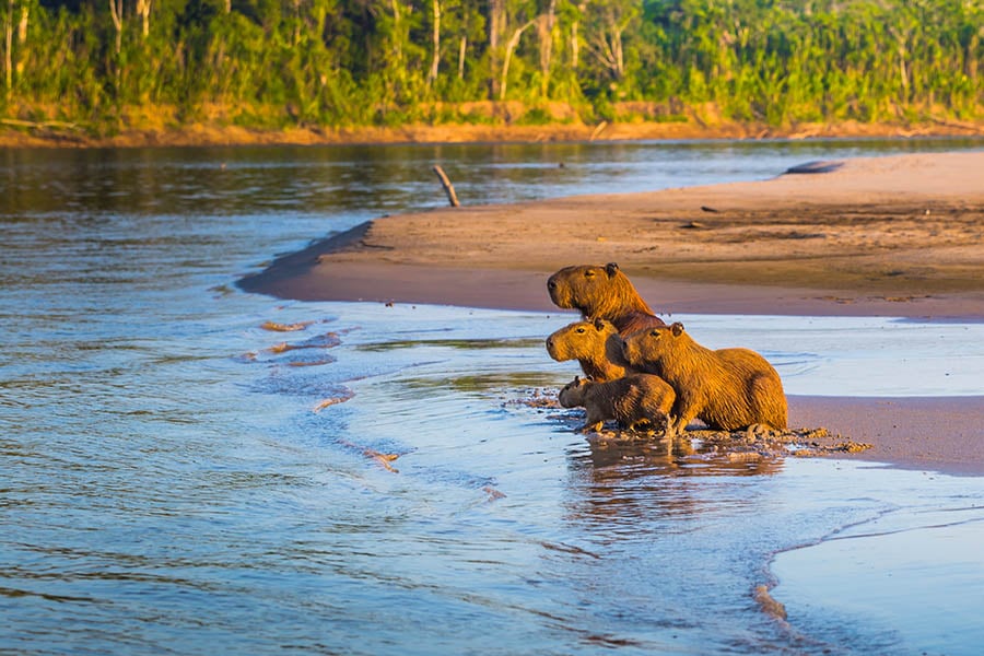 Spot capybara families in the Amazon | Travel Nation