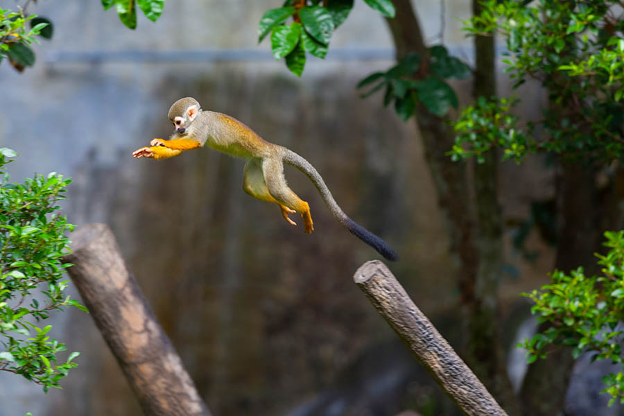 Spot squirrel monkeys as you hike in the amazon | Travel Nation