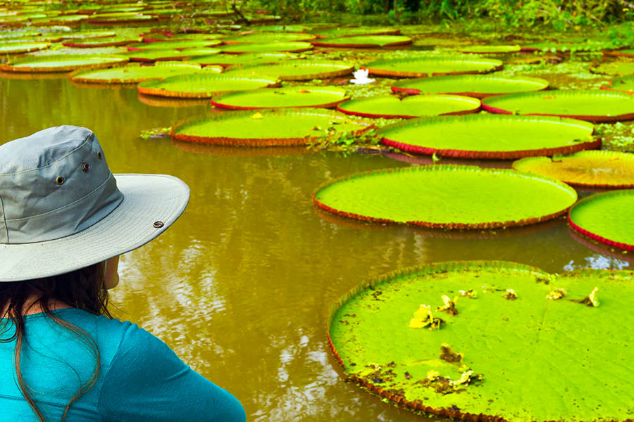 See giant lily pads as you explore the Amazon by boat | Travel Nation