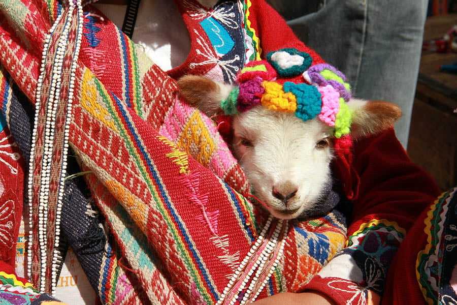 See colourful traditions and baby llamas in Cusco | Travel Nation