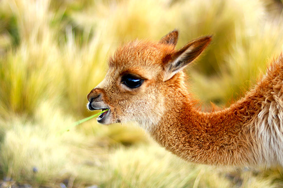 Look out for baby vicunas in the Sacred Valley | Travel Nation