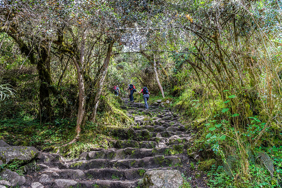 Follow ancient pathways through forests on the Inca Trail | Travel Nation