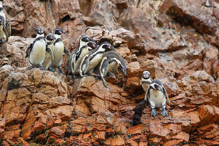 Spot Humboldt Penguins in the Ballestas Islands, Peru | Travel Nation