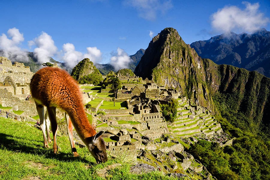 Pass llamas grazing on the terraces of the Sacred Valley | Travel Nation