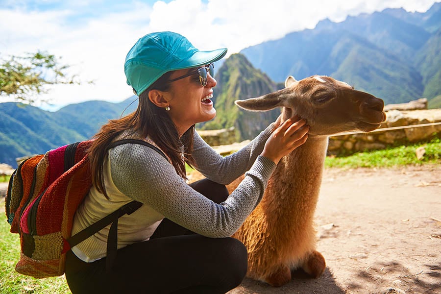 See llamas and alpacas on the terraces of Machu Picchu | Travel Nation