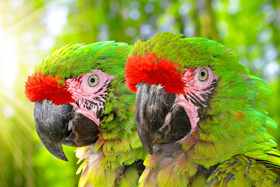 Spot military macaws in Northern Peru | Travel Nation
