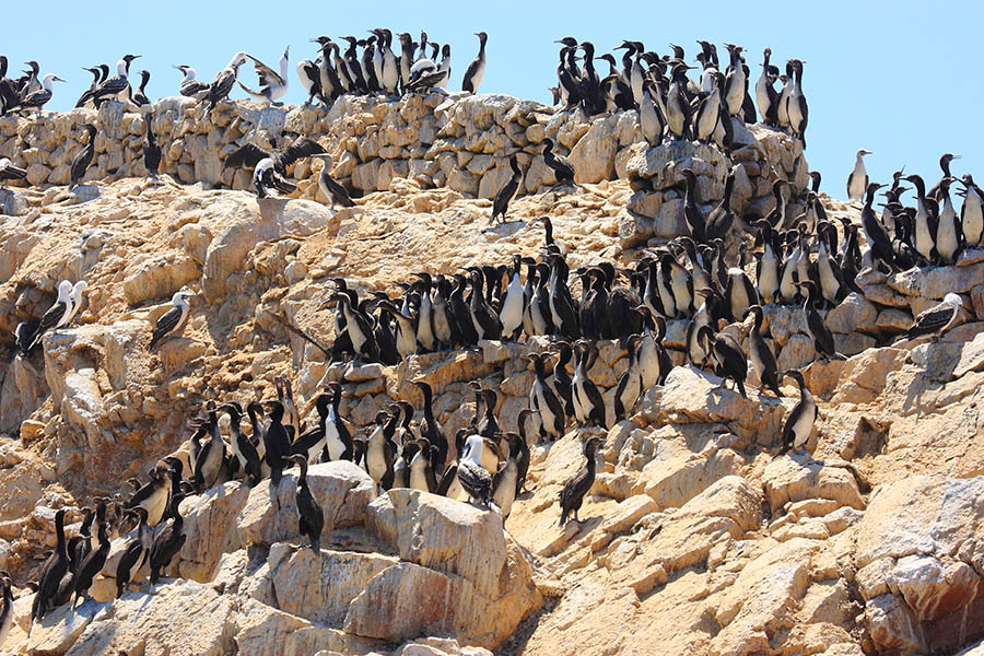 See the wildlife of Peru's Ballestas Islands | Travel Nation